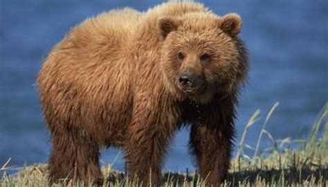 What Adaptations Make A Grizzly Bear Unique Animals Momme