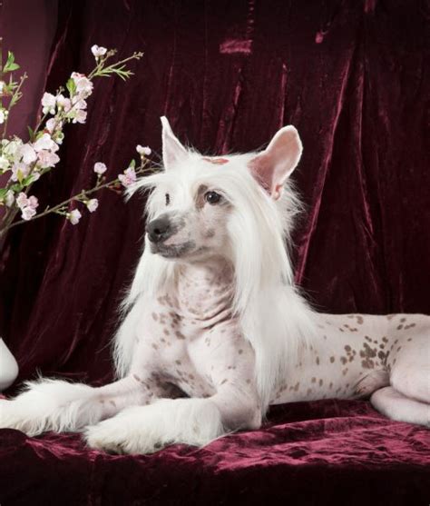 10 Cool Facts About Chinese Cresteds Chinese Crested Dog Chinese