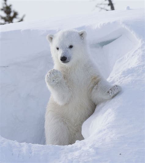 Polar Bear Cub Greets The World Picture Cutest Baby Animals From