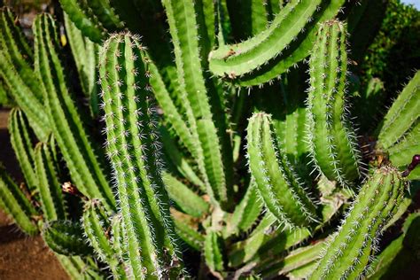How Do Cactuses Survive In The Desert 7 Interesting Ways House Grail