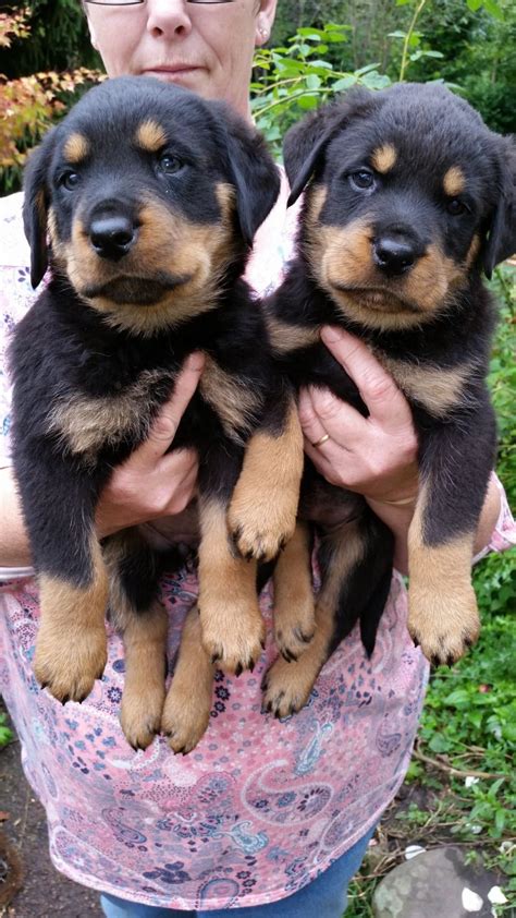 The rottweiler today is used for a variety of things such as tracking, herding, watch dogging, police work, obedience trails, as well as guarding which he does exceptionally well in. Rottweiler Puppies For Sale | Chicago Heights, IL #276374