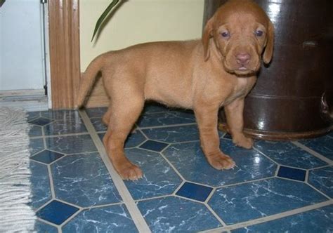 Find vizsla puppies for sale and dogs for adoption. Dogs - West Covina, CA - Free Classified Ads