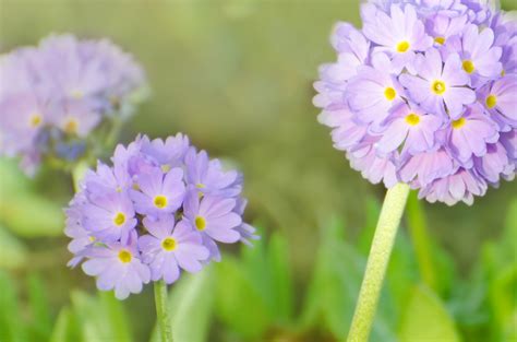Spring Flowers Free Stock Photo Public Domain Pictures