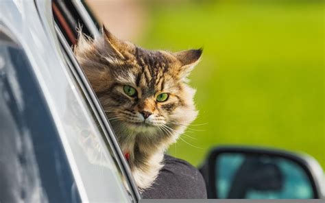 8 Essentials For A Road Trip With Cats Our 2023 Vet Reviewed Guide