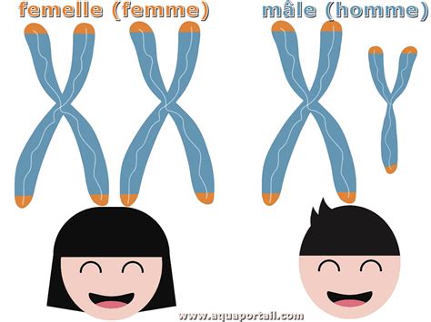Chromosome Sexuel Définition Illustrée Et Explications