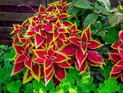 Coleus Plant Guide How To Grow And Care For Plectranthus Scutellarioides