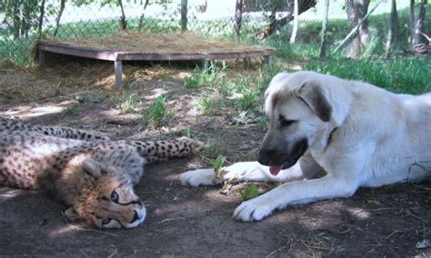 Cheetah Support Dogs In Zoos Help Anxious Cheetahs