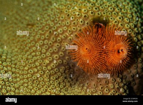 Christmas Tree Worms On The Coral In Bonaire Netherlands The