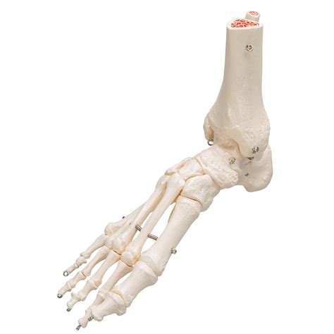 The thigh bone, or femur, is the large upper leg bone that connects the lower leg bones (knee joint) to the pelvic bone (hip joint). Foot and Ankle Skeleton - Leg and Foot Skeleton Models ...
