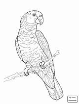 Coloring Parrot Bird Getcolorings sketch template