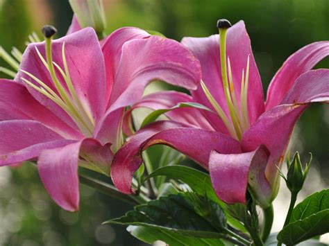 Pink Lily Petals Leaves Wallpaper Flowers Wallpaper Better