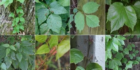 Eastern Poison Ivy Vs Boston Ivy Identification