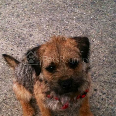 Lost Dog Grizzle And Tan Border Terrier Dog Called Alfie