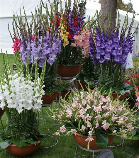 Gladiolus can be propagated through their fleshy corms. Growing Gladiolus In Pots - Tips For Planting Gladiolus In ...