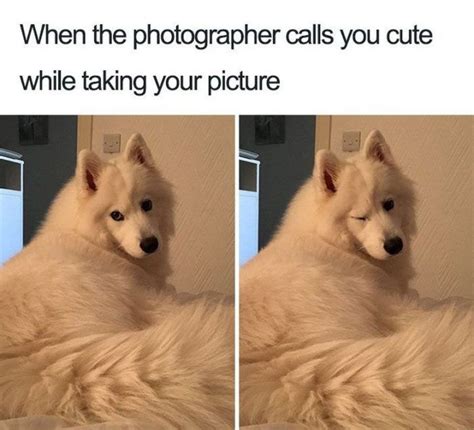 101 Best Funny Cute Dog Memes Funny Dog Memes Funny Animal Memes