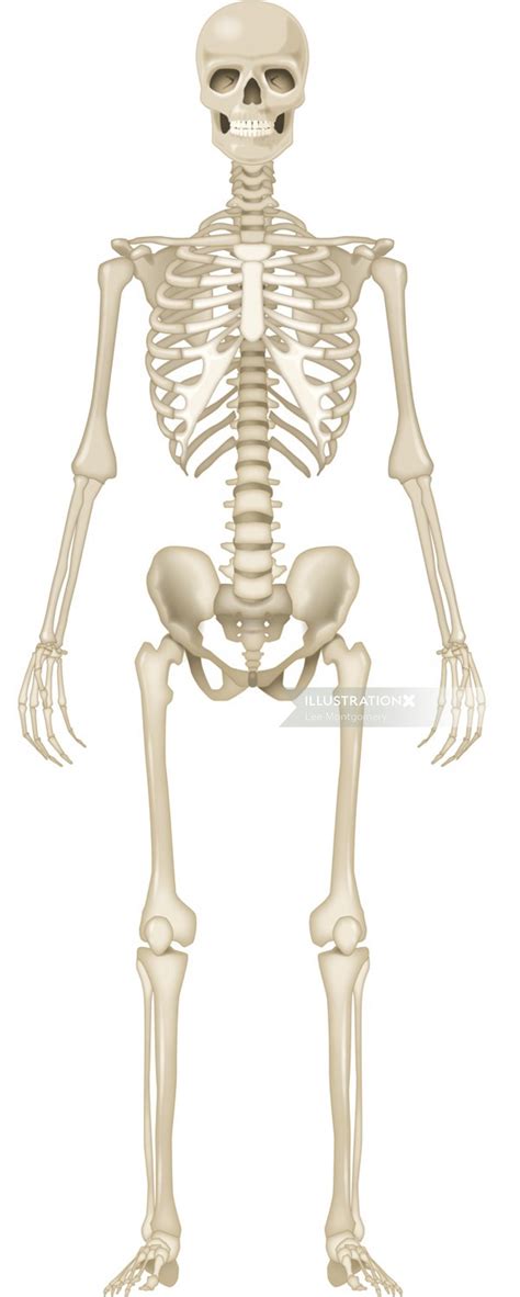 Human Skeleton Stock Vector Illustration Of Adult Ab9