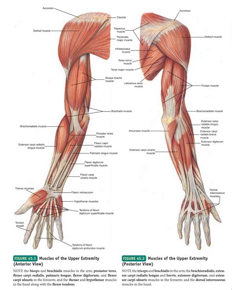 Muscles Of Upper Limb Anterior And Posterior View In 2023 Human