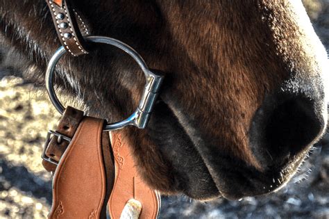 6 Best Horse Bits For Beginners English And Western Horse Rookie