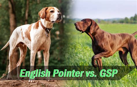 English Pointer Vs German Shorthaired Pointer Which Are Better