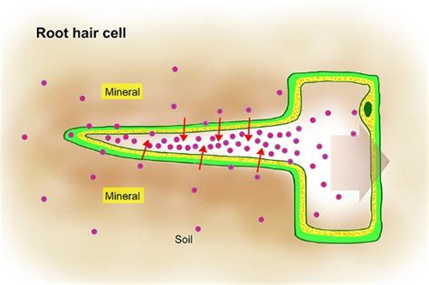 10 facts about root hair cells facts of world