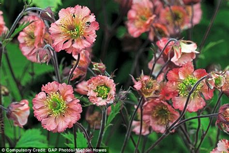 A yes answer came in the form of flowers handed over with the right hand similarly, if given a rose declaring devotion or an apple blossom showing preference, one. Is this the perfect plant? Geums are hardy, slug-proof ...