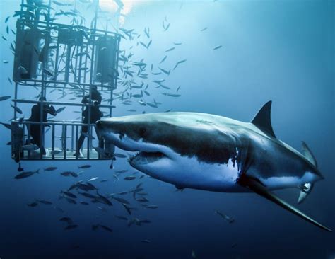 The Dangers Of Cage Diving With Sharks Desertdivers