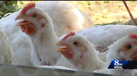 New Avian Flu Case Detected