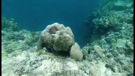 Friday Diving At Red Sea Obhur Jeddah Ksa Youtube