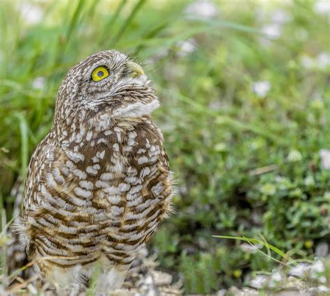 Looking Up Burrowing Owl Athene Cunicularia Photograph By Cindi