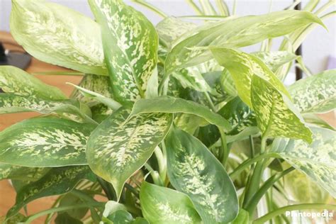 Dieffenbachia (also known as dumb cane) is a popular houseplant grown for its large, showy leaves. Dieffenbachia, Dumb Cane, Leopard Lily Plant - How to Care ...