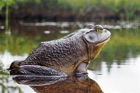 The Goliath Frog Is The Largest Frog In The World It Grows Up To 125