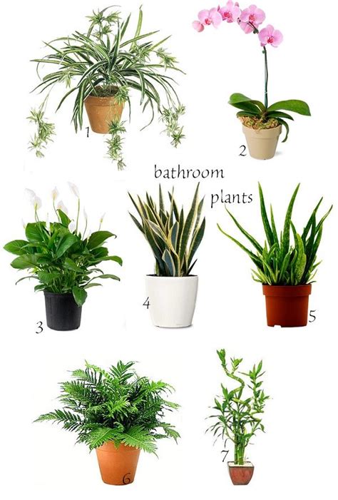 Plants You Can Put In The Bathroom Bathroom Poster