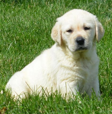 Find a welsh corgi puppy for sale. Labrador Retriever Puppies For Sale | Jacksonville, FL #222679