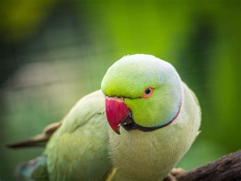 8 Top Loudest Parrots Often Kept As Pets