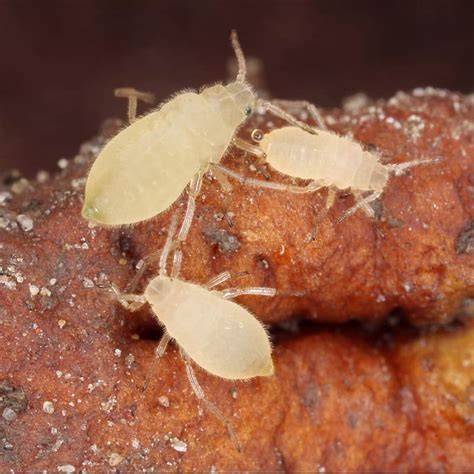 Root Aphids In Soil