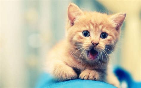 Download Cute Animal Funny Cat Wallpaper
