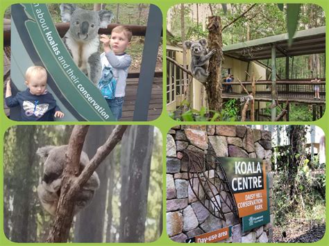 Daisy Hill Koala Centre Fun Things For Toddlers