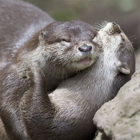 Otter Couple Otters Cute Otters Baby Otters