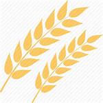 Wheat Icon Grain Whole Oats Icons Agriculture