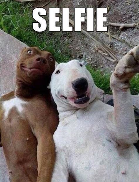 If Dogs Took Selfies Fanphobia Celebrities Database