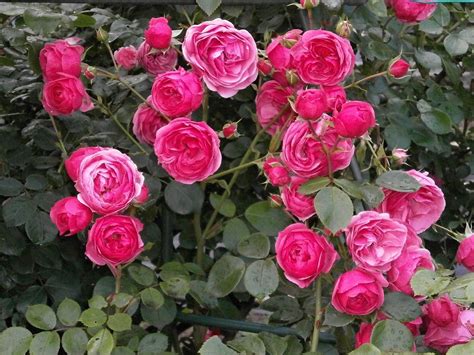 Rose Miniature Roses Pink Flower Free Photo On Pixabay Pixabay