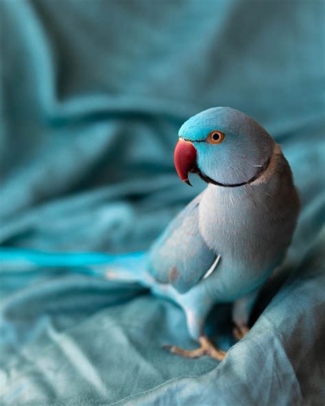 500 Parrot Pictures Download Free Images On Unsplash