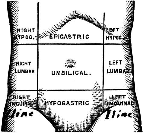 Abdominal Divisions Anatomy