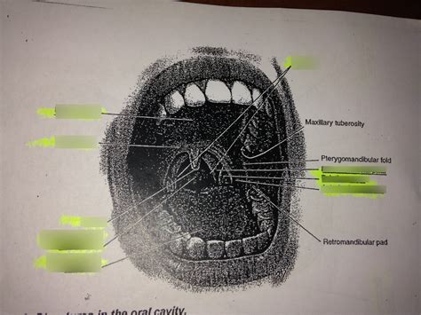 Structures In The Oral Cavity 1 Diagram Quizlet
