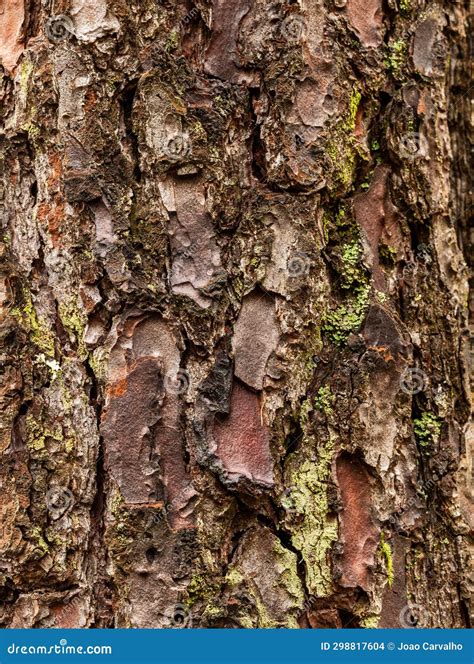 Vertical Close Up Shot Of An Old Rugged Bark Pine Tree Stock Photo