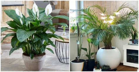 10 Best Indoor Plants That Are Good For Healthy Lungs Home Decor Ideas