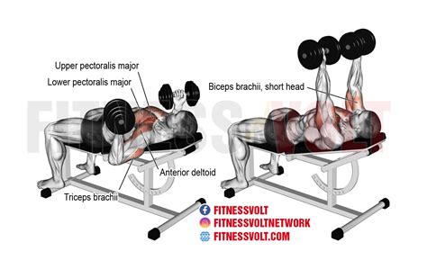 How To Do Incline Reverse Grip Dumbbell Bench Press Chest Fitness Volt