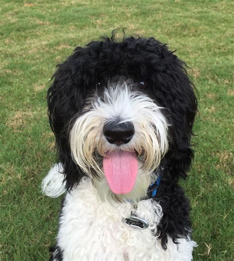 Black And White Parti Goldendoodle Love ️ White Goldendoodle