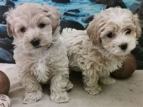 Johnson county, trafalgar, in id: Playful maltipoo puppies For New Homes FOR SALE ADOPTION ...