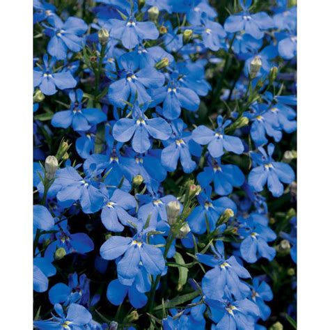 Proven Winners Lucia Dark Blue Lobelia Live Plant Blue Flowers 425